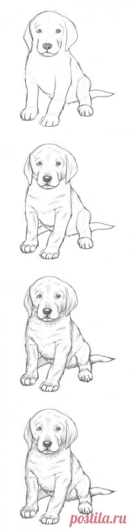 Рисуем щенка