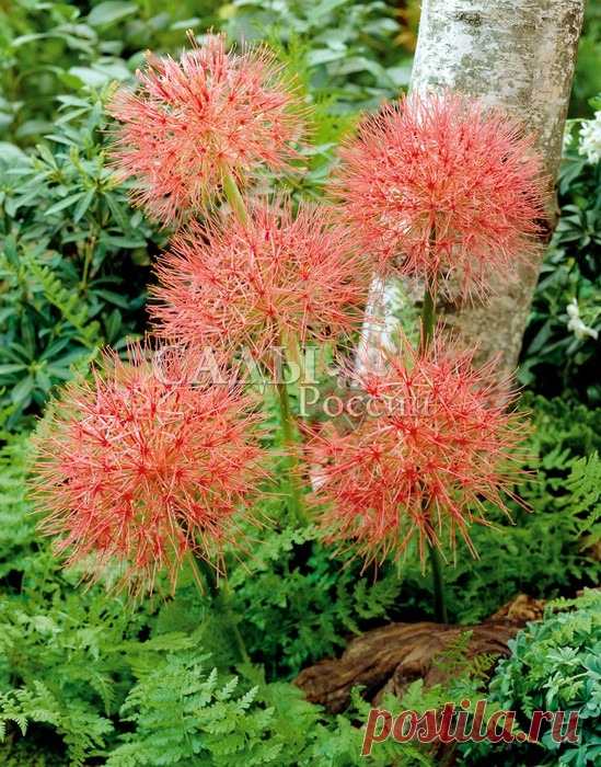 Саженцы скадоксуса почтой от НПО Сады России. Купить саженцы декоративных деревьев и кустарников.