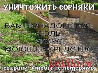 УНИЧТОЖИТЬ СОРНЯКИ

Чтобы уничтожить сорняки без гербицидов, используйте соль и уксус. Приготовьте раствор: . 1 литр уксуса обычного  9%  + ,примерно 1 стол лож соли и несколько капель гала (фери)  для жирной посуды. Хорошо перемешайте. Побрызгайте из обычной пшикалки, Утром вся трава засохнет.   

Эффективнее всего эта смесь работает в жаркий, солнечный день, когда дождя не ожидается, по крайней мере, в течение 24 часов.

Опрыскайте сорняки утром, вечером вы уже порадуете...