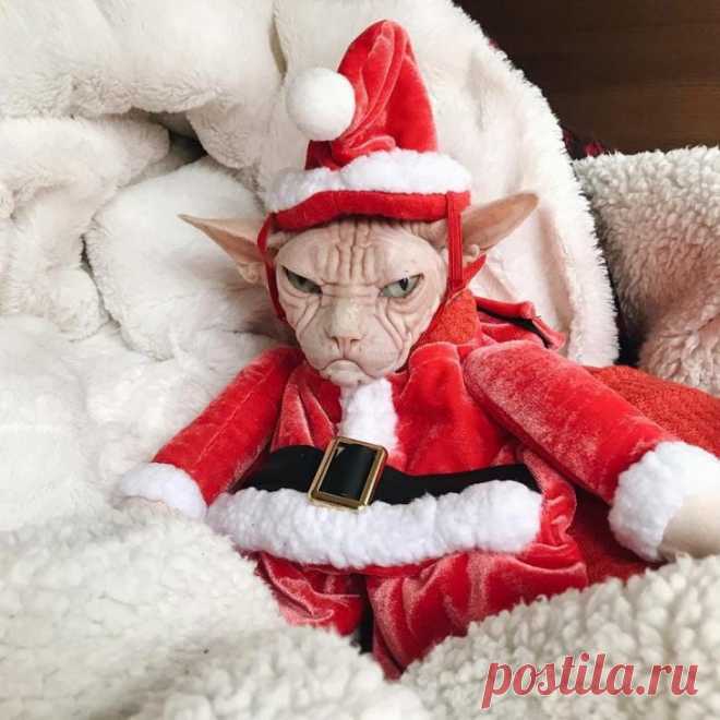 20 животных, которые ненавидят Новый год и все, что с ним связано