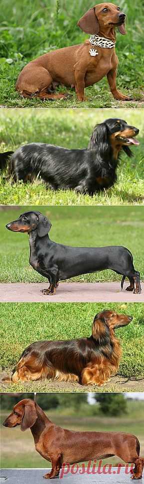 Такса (Dachshund) – описание породы собаки, карликовая, миниатюрная, гладкошерстная, длинношерстная, все про таксу | Animal.ru