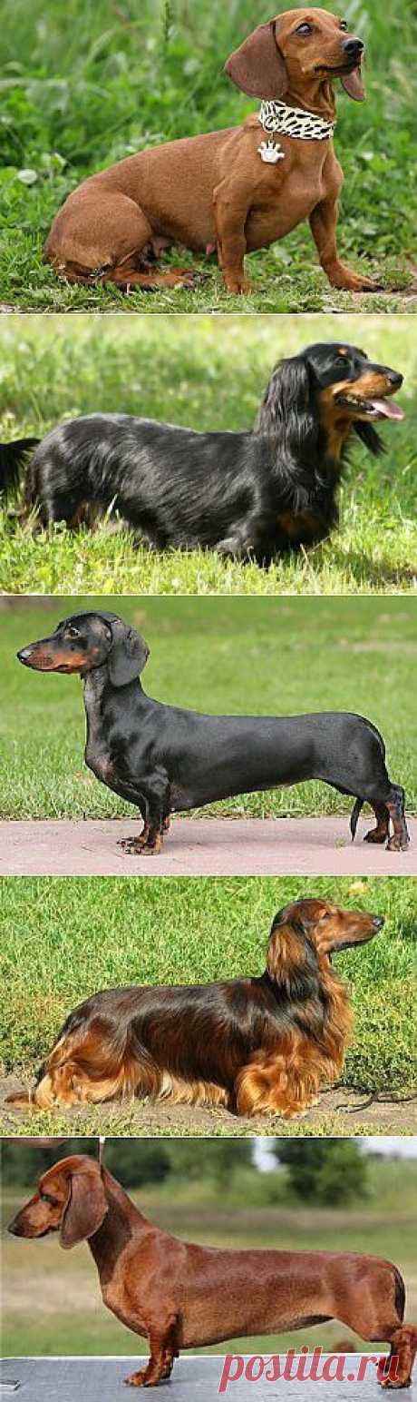 Такса (Dachshund) – описание породы собаки, карликовая, миниатюрная, гладкошерстная, длинношерстная, все про таксу | Animal.ru