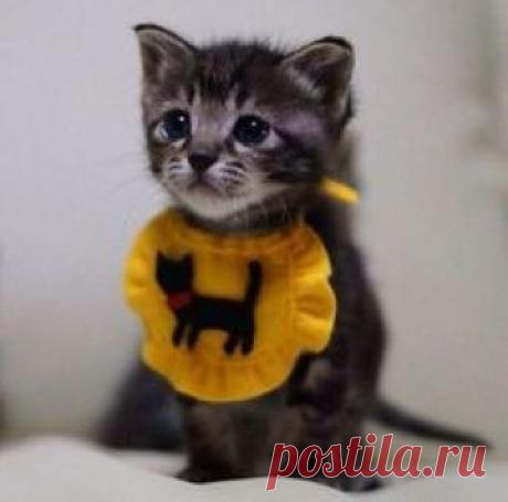 Смешные и забавные кошки