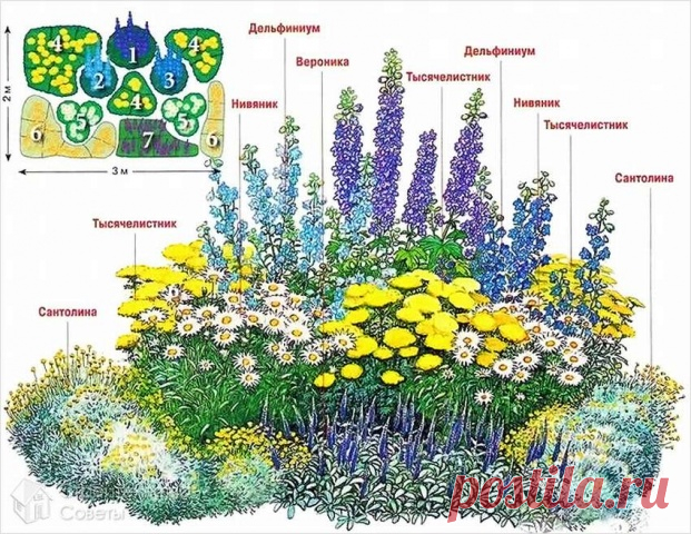 СХЕМЫ КЛУМБ ИЗ МНОГОЛЕТНИКОВ С ОПИСАНИЕМ ЦВЕТОВ