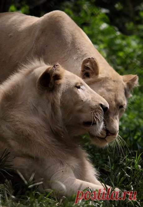 Белый лев – легенда африканских племен