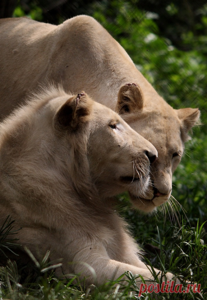 Белый лев – легенда африканских племен