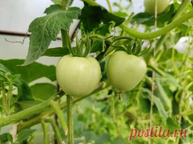 Мы с Тамарой ходим парой, мы с Тамарой - санитары! Все отправляемся в теплицу! | УЧЕНЫЙ АГРОНОМ | Яндекс Дзен