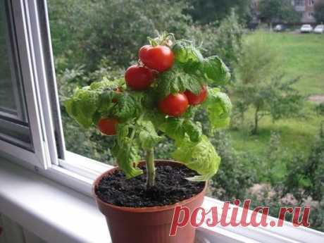 САМЫЕ РАННИЕ СОРТА ТОМАТОВ ДЛЯ БАЛКОНОВ И ДОМАШНЕГО ОГОРОДА!!!
-------------------------------------------------------------------------------------------
Комнатный сюрприз
Ультраранний детерминантный сорт (80-90 дней) для уплотненных посадок в открытом грунте, выращивания в контейнерной культуре на балконах, лоджиях и в домашних условиях. Растение высотой до 50 см, компактное, не требует формирования. Плоды весом до 60 г, сливовидной формы, красные. Плодоношение дружное и обильное. Назначение