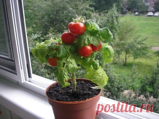 САМЫЕ РАННИЕ СОРТА ТОМАТОВ ДЛЯ БАЛКОНОВ И ДОМАШНЕГО ОГОРОДА!!!
-------------------------------------------------------------------------------------------
Комнатный сюрприз
Ультраранний детерминантный сорт (80-90 дней) для уплотненных посадок в открытом грунте, выращивания в контейнерной культуре на балконах, лоджиях и в домашних условиях. Растение высотой до 50 см, компактное, не требует формирования. Плоды весом до 60 г, сливовидной формы, красные. Плодоношение дружное и обильное. Назначение