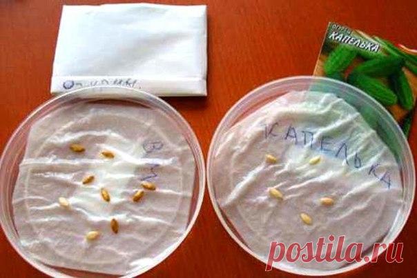 КАК ВЫБРАТЬ СЕМЕНА | Дачники