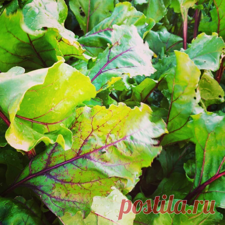 Чтобы узнать кислотность почвы, достаточно взглянуть на одно растение в огороде | посуДАЧИм об... Знать кислотность почвы, хотя бы приблизительно, должен каждый огородник. Это очень важный показатель, который влияет на урожайность многих культур.