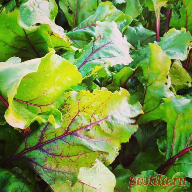 Чтобы узнать кислотность почвы, достаточно взглянуть на одно растение в огороде | посуДАЧИм об... Знать кислотность почвы, хотя бы приблизительно, должен каждый огородник. Это очень важный показатель, который влияет на урожайность многих культур.