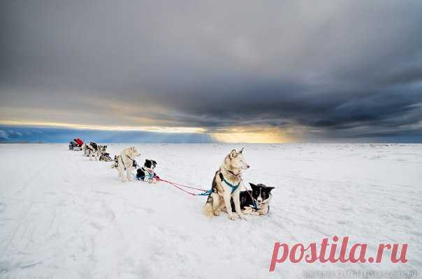 Экспедиция Федора Конюхова на собачьих упряжках по национальном парку «Онежское Поморье». Архангельская область. Автор фото — Сергей Яковлев: nat-geo.ru/photo/user/37431/