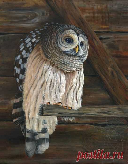 СОВЫ. Винтажные картинки для творчества