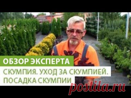 Скумпия- посадка и уход  | sadok33.ru
