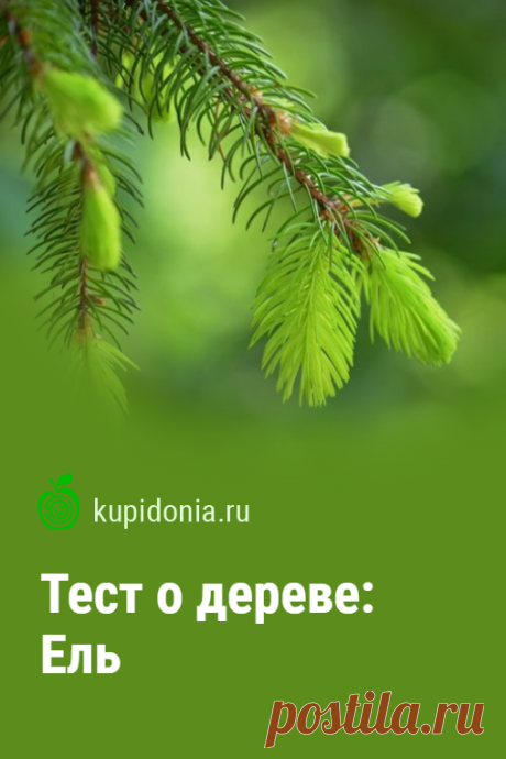 Тест о дереве: Ель. Интересный тест о ели из серии тестов о деревьях. Проверьте свои знания!