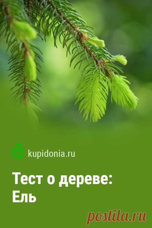 Тест о дереве: Ель. Интересный тест о ели из серии тестов о деревьях. Проверьте свои знания!