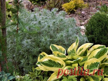 Полынь Шмидта Нана | Цветочная душа | Яндекс Дзен