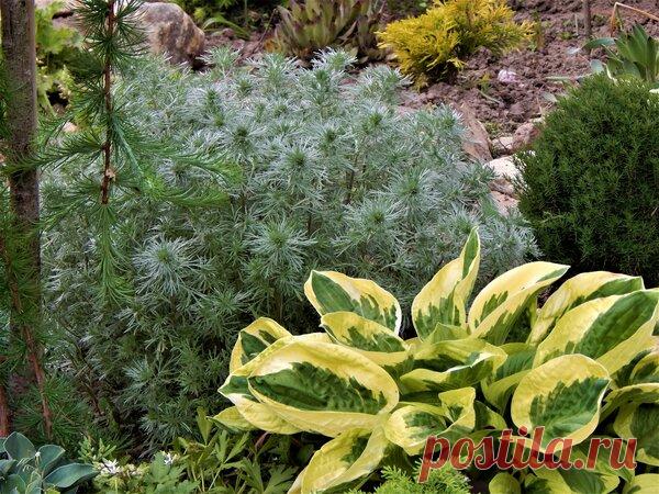 Полынь Шмидта Нана | Цветочная душа | Яндекс Дзен