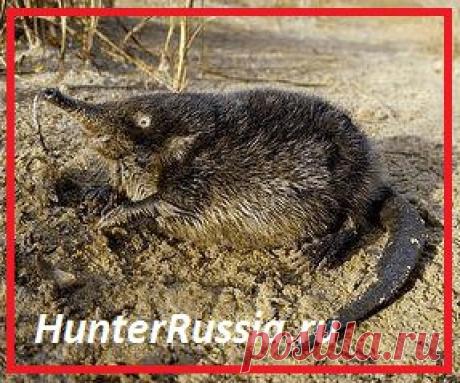 Выхухоль - исчезающий реликтовый вид.Занесена в Красную книгу России.