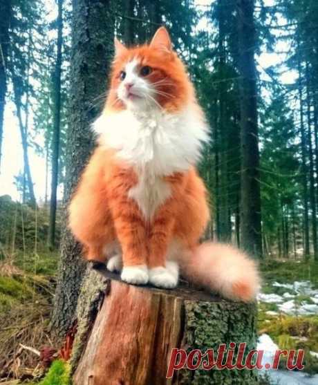 Хранитель северных лесов