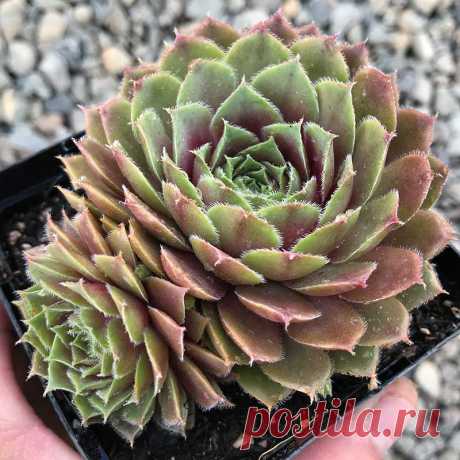 Комнатное растение Молодило (Sempervivum). Название рода, который включает в себя около 30 видов, переводится как &quot;всегда живое&quot; (лат. semper - &quot;всегда&quot; и vivus - &quot;живой&quot;). Не случайно молодило побегоносное (S.soboliferum) иначе называют &quot;&quot;живучкой&quot; - мясистые листья этого растения выказывают удивительную жизнеспособность. В июне-августе над шаровидными розетками листьев на 10-25 см поднимаются цветоносные стебли.