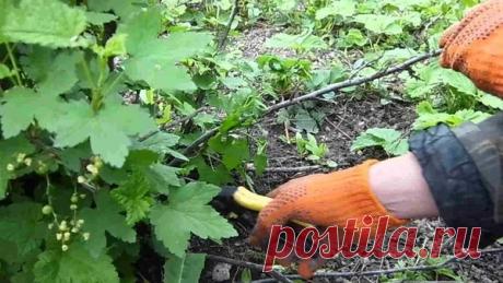 Обрезка смородины после плодоношения, зачем и как?! | 6 соток