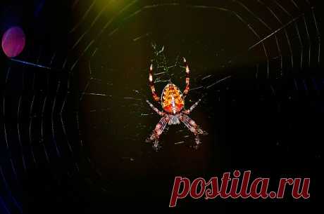 Spider  Free Stock Photo HD - Public Domain Pictures