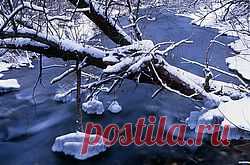 Winter snowy forest in the area of Uglich