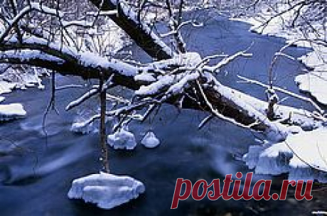 Winter snowy forest in the area of Uglich
