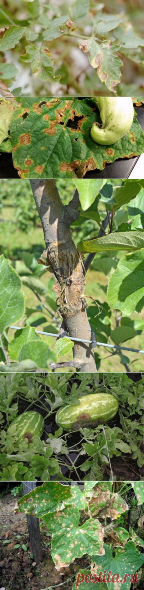 Опасное заболевание - антракноз