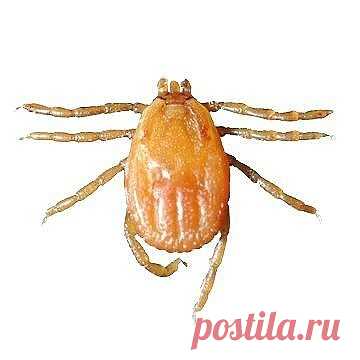 (49) Одноклассники