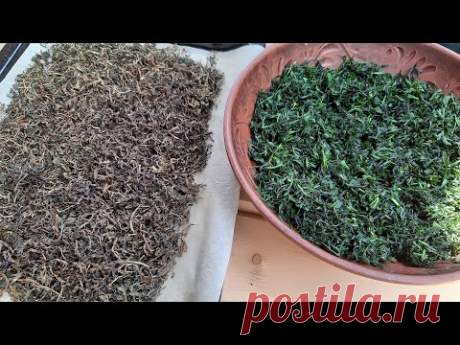 НЕ ВЫБРАСЫВАЙ МОРКОВНУЮ БОТВУ СДЕЛАЙ ЧАЙ НЕ ХУЖЕ ЧЕРНОГО БАЙХОВОГО/herbal tea @Обо всем с Марусей