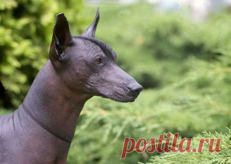 11 старейших пород собак | PetTips
