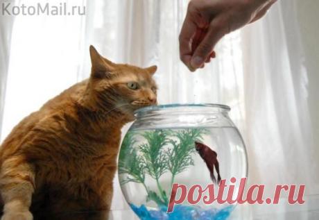 Только не пересоли... | KotoMail.ru