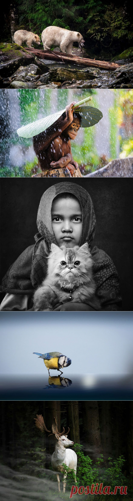 18 лучших фотографий конкурса Sony World Photography Awards 2015