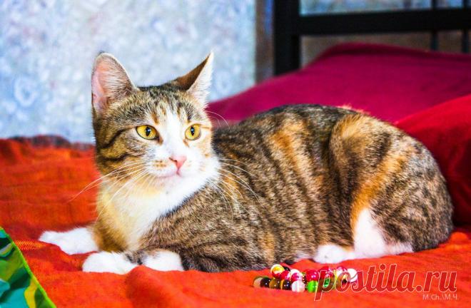 Москва
Корса - очаровательная, миниатюрная кошечка. И она ИЩЕТ ДОМ! 
Обратите внимание на эту трехцветную красотку с необычным окрасом и янтарными глазами.
Ласковая и очень спокойная, ладит с другими животными. У Корсы очень интересный окрас, редкий для трехцветных кошек. Кстати трехцветные кошечки приносят счастье.
Корсе 1 год. Здорова, стерилизована, привита, есть ветпаспорт. Лоток на отлично!
Отдается хорошим и добрым людям, в очень ответственные руки.
Звоните: 8 926 940 09 61 Татьяна