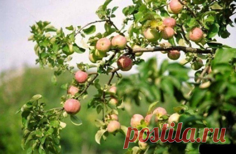 ЧТОБЫ ЯБЛОНИ БЫЛИ УРОЖАЙНЫМИ!!! | 6 соток