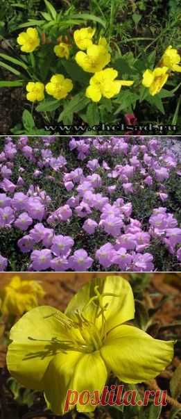 Энотера_или_Ослинник