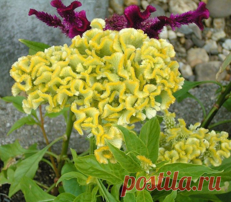 целозия фото цветов: 3 тыс изображений найдено в Яндекс.Картинках