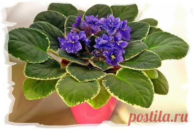 Чтобы фиалки цвели круглый год. Очень многие хозяйки любят нежные красивые фиалки. Фиолетовые, розовые, белые, они радуют своей яркостью практически весь год. И, конечно, у фиалок свои секреты. Какие - рассказывают опытные флористы.…