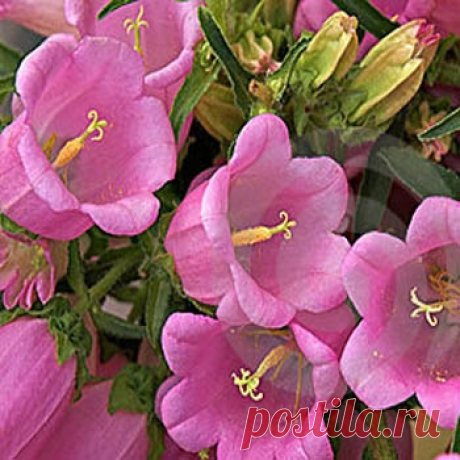 Canterbury Bell Seeds - Campanula Medium Rose Flower Seeds