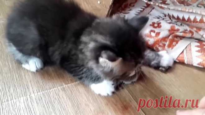 Котенок не отдает мышку! Вот это добытчик)