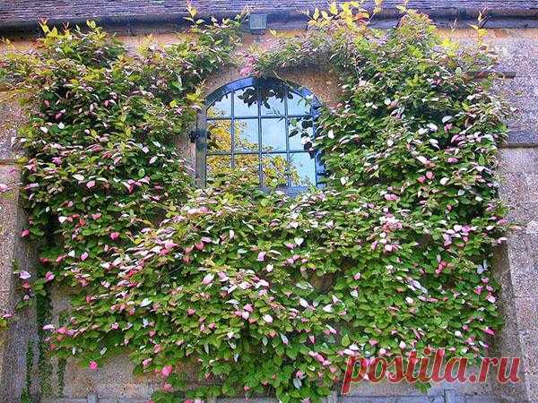 Чтобы добиться большого урожая актинидии, учимся правильно за ней ухаживать В садовых магазинах все большую популярность приобретает актинидия, выращивание и уход за которой весьма прост, а результат – приятен. С кустарника можно собрать не менее 20 кг вкусных плодов в зависи...