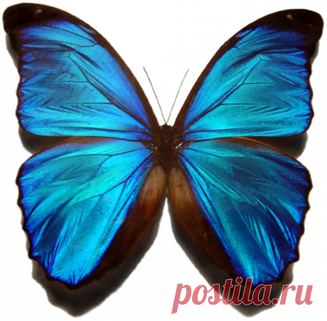 Мой второй Морфо Менелай