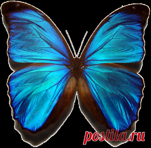 Мой второй Морфо Менелай