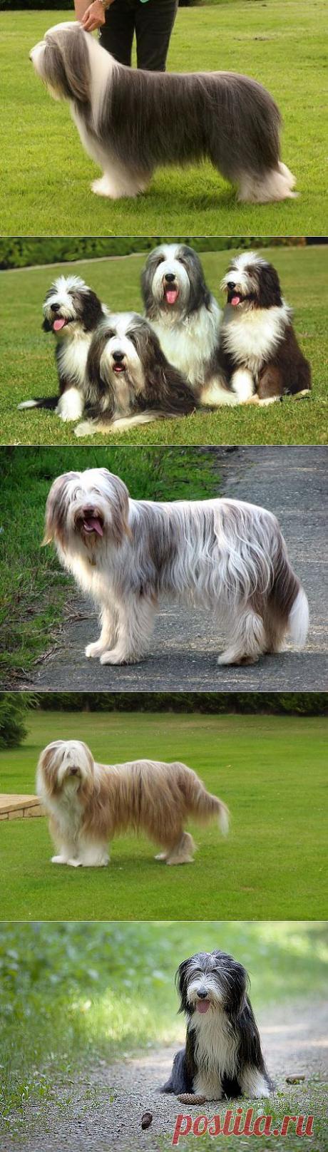 Бородатая колли | Породы собак | Животные и породы | Animal.ru