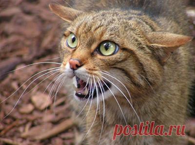 Маленькая кошка, большое отношение. | Наш уникальный блог