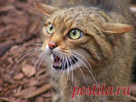 Маленькая кошка, большое отношение. | Наш уникальный блог