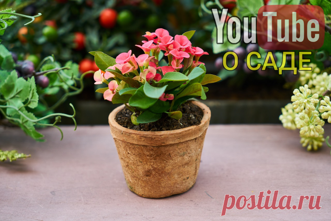 ОДНА ЩЕПОТКА ПОД ЛЮБОЕ ДОМАШНИЕ РАСТЕНИЕ И ЗАЦВЕТЁТ ВСЁ! ДАЖЕ КАКТУС! | о саде | Яндекс Дзен